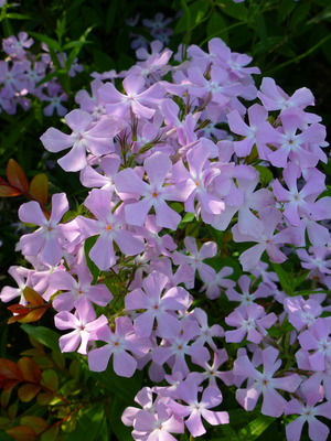 Bonnie's Pink Prairie Phlox, Savanna Phlox, Downy Phlox, Phlox pilosa 'Bonnie's Pink'